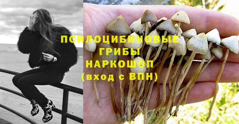 продажа наркотиков  Пучеж  Псилоцибиновые грибы Psilocybine cubensis 